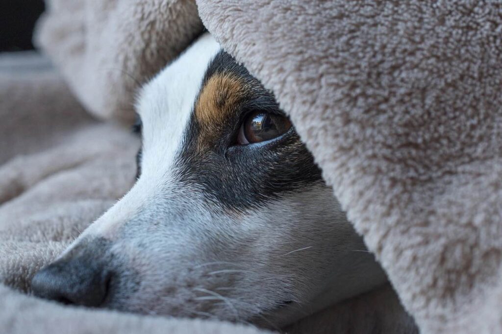 cáncer en perros síntomas