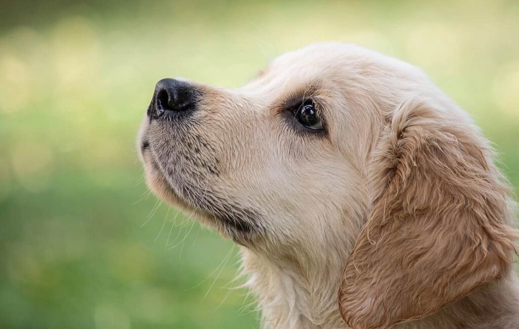 tipos de cães com cancro