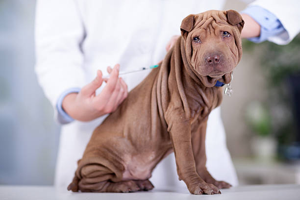 vacinação obrigatória dos cães