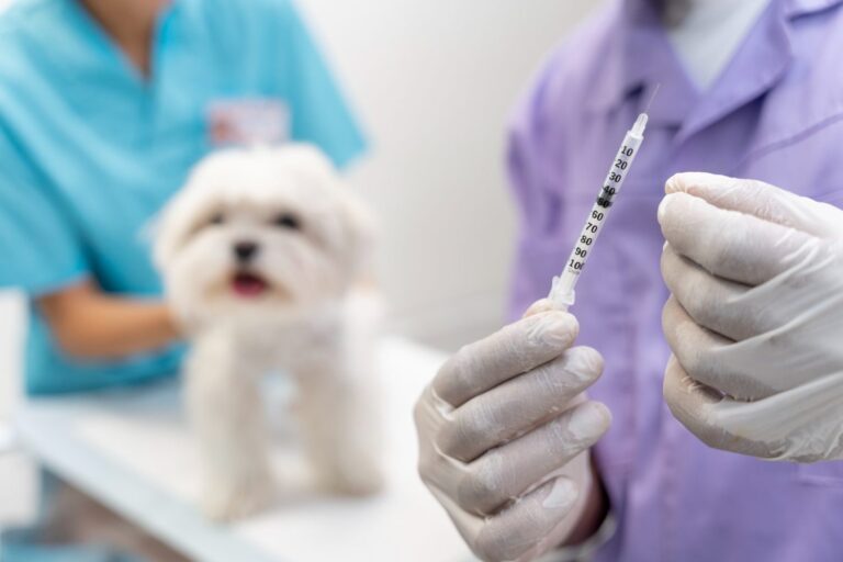 vacinações obrigatórias para cães Espanha