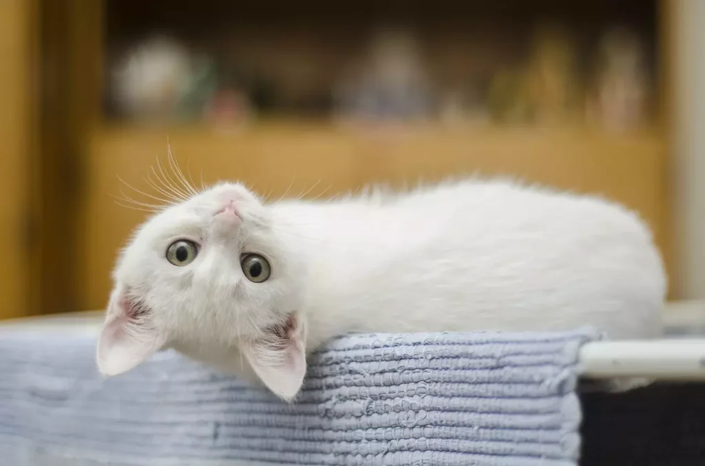 cuidados a ter com os gatos esterilizados