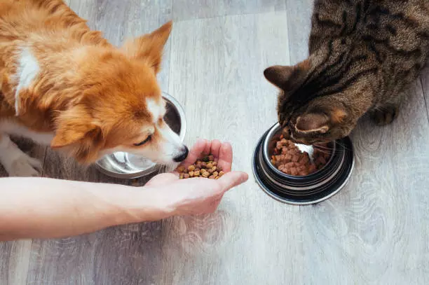 ração barata para cães e gatos