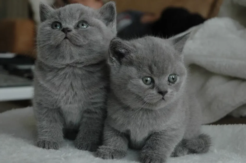 gato azul ruso alérgicos