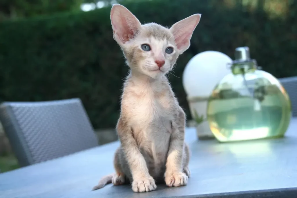 gato devon rex alergias