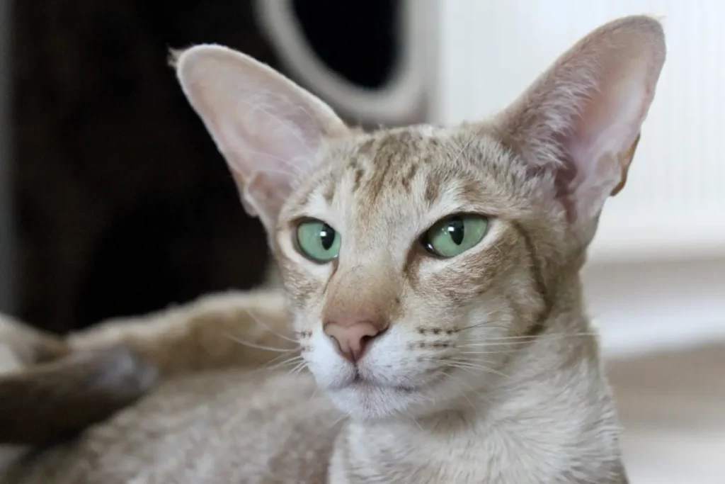 Gato javanês para quem sofre de alergias