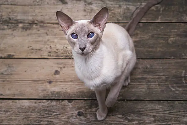 gato oriental de pelo curto alérgico