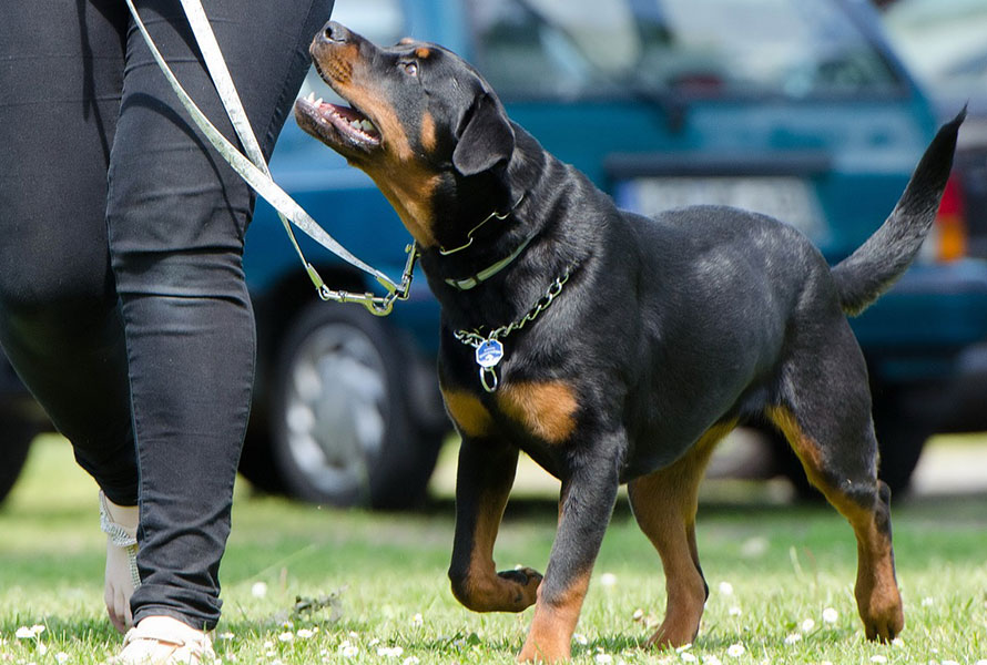 cão em treino