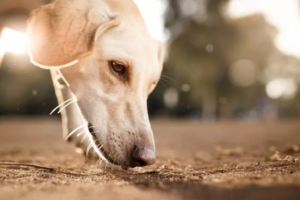 cães vermes processionários