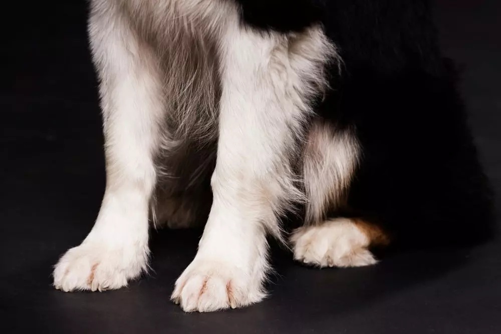 comprimidos de controlo de pulgas e carraças