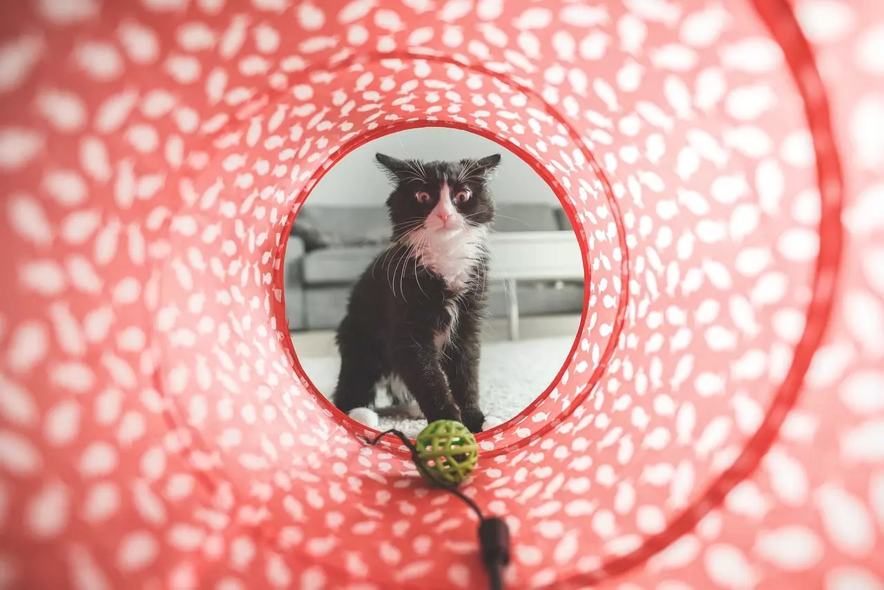 cómo jugar con tu gato