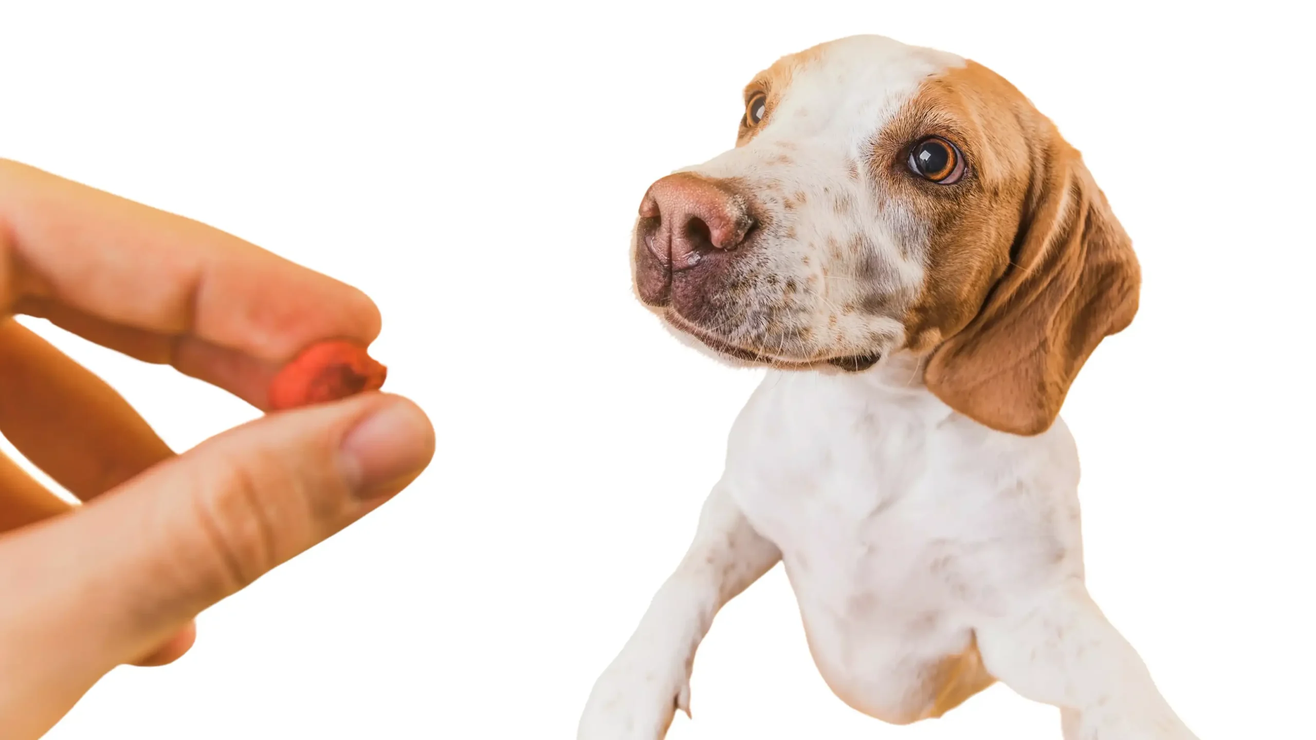 como dar medicamentos ao seu cão