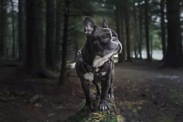 cão esterilizado