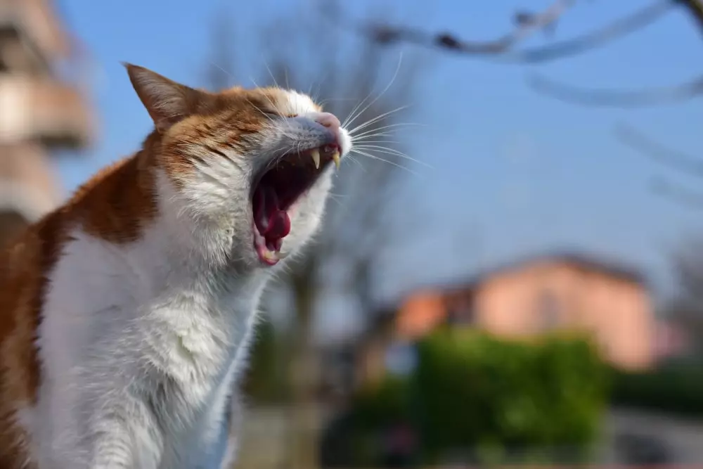 como funcionam os 5 sentidos dos gatos