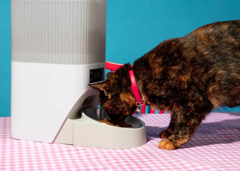 alimentos para gatos com intolerâncias