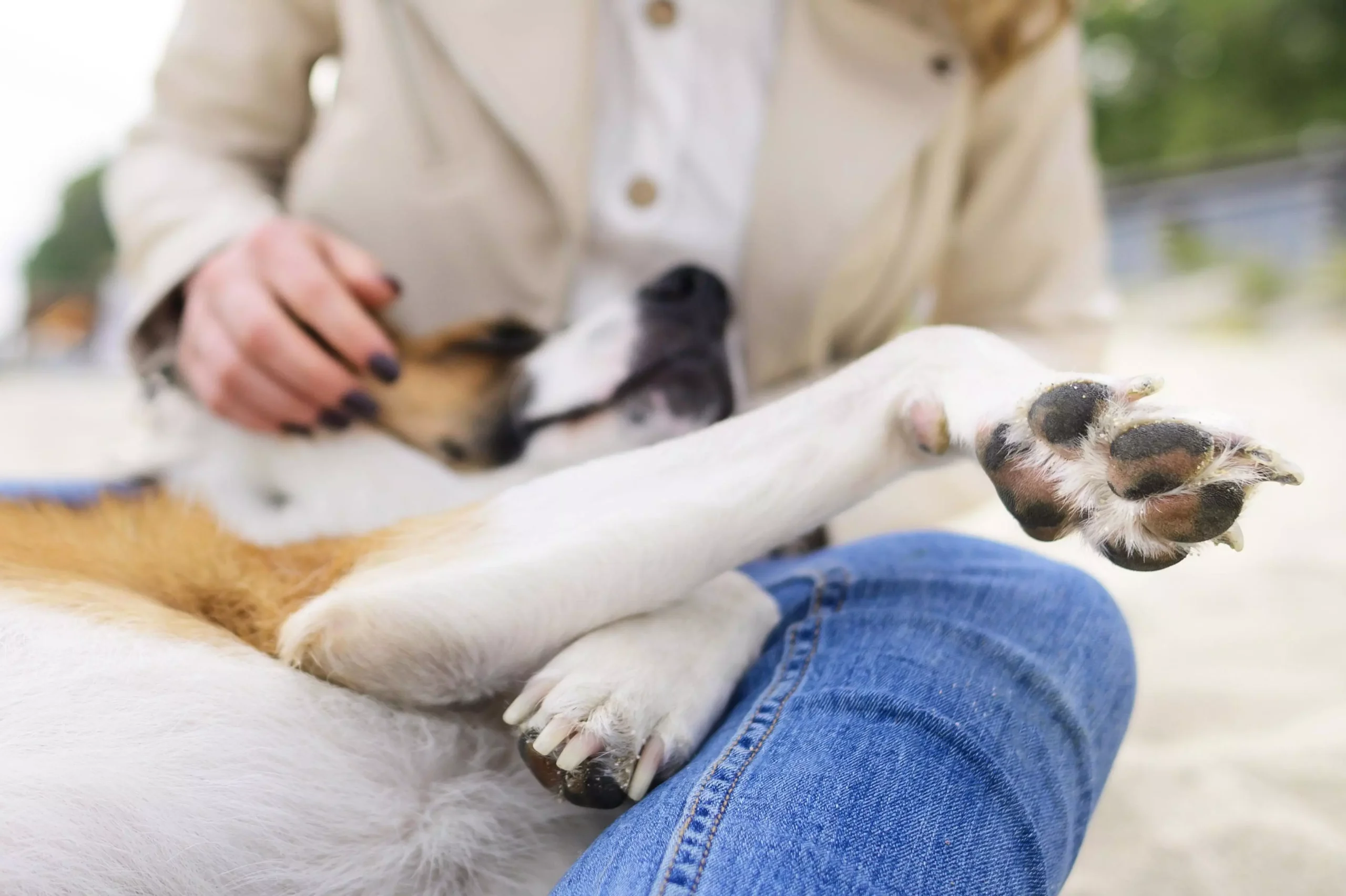 almofadas para cães e seus cuidados