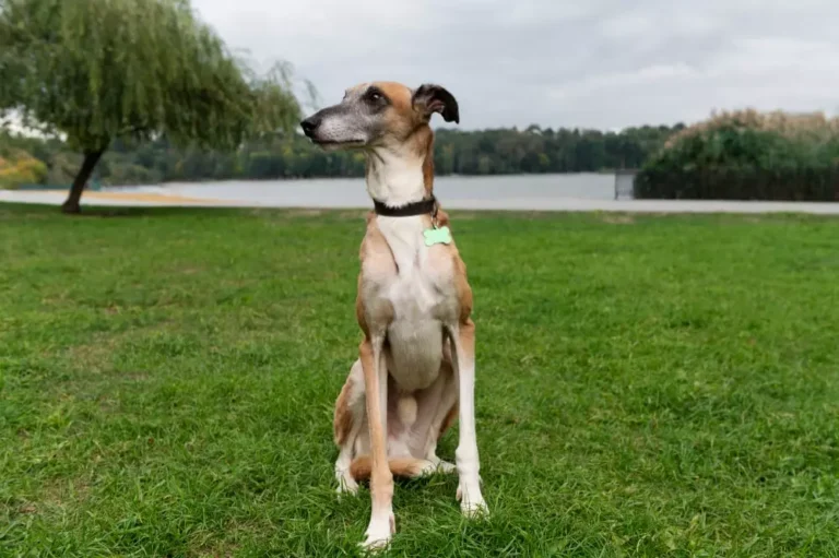 perro galgo