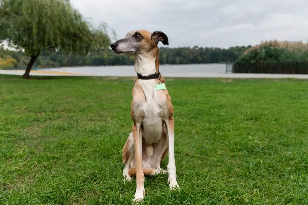 cão galgo