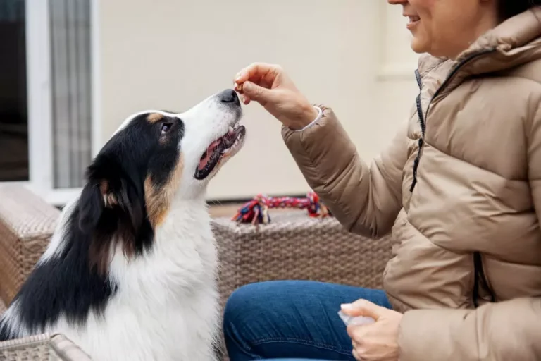 complementos alimenticios para perros