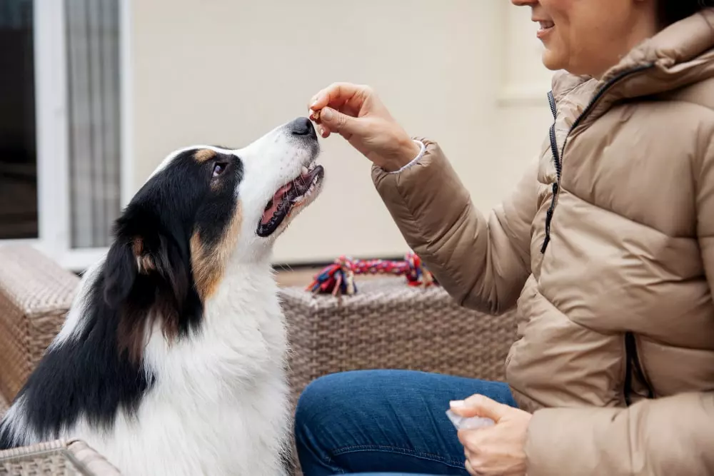 complementos alimenticios para perros