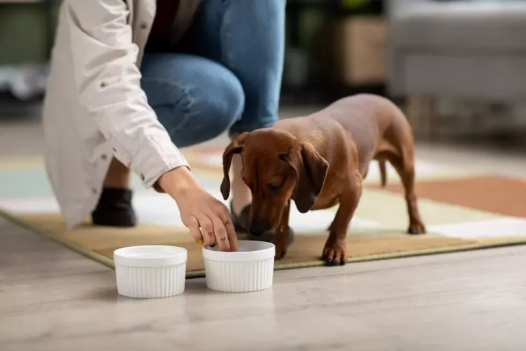 foodies cachorros y gatos