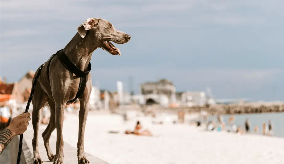 accesorios de verano para mascotas 2025