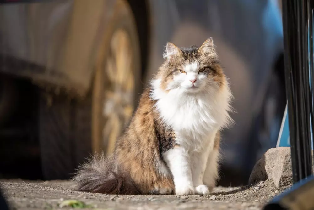 o principal gato guaxinim da rua
