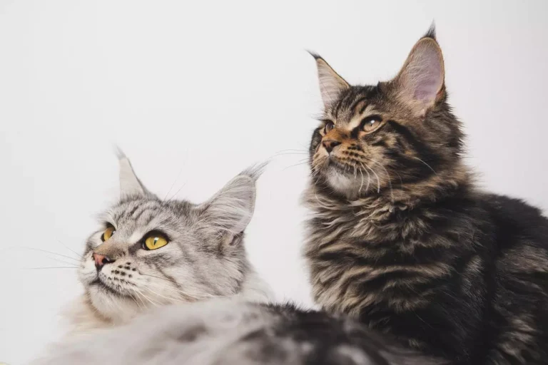 gato main coon