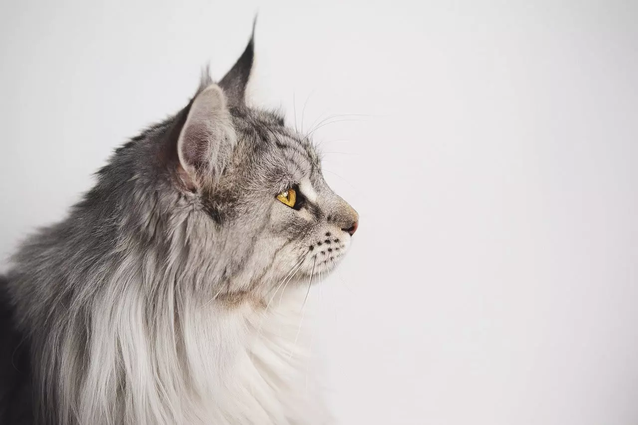 gato coon cinzento principal
