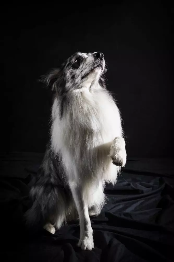 curiosidades do border collie