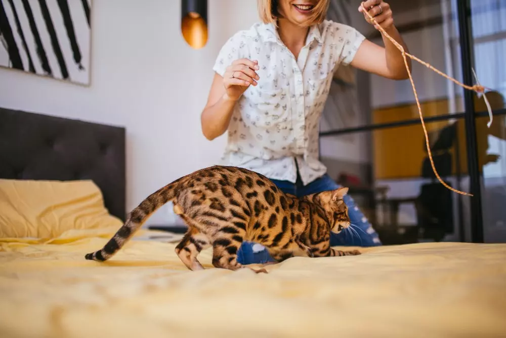 brinquedos para gatos