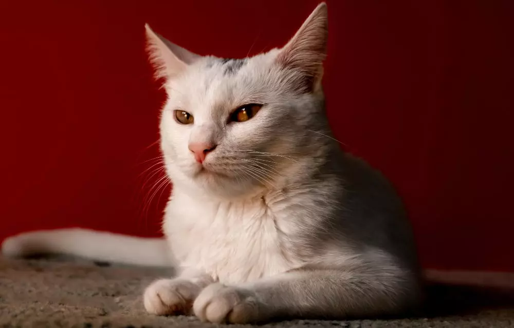 gato angora
