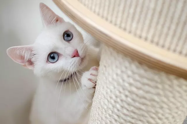 gato raza angora