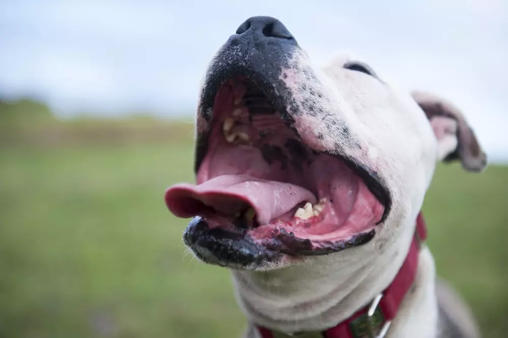los 5 sentidos de los perros gusto