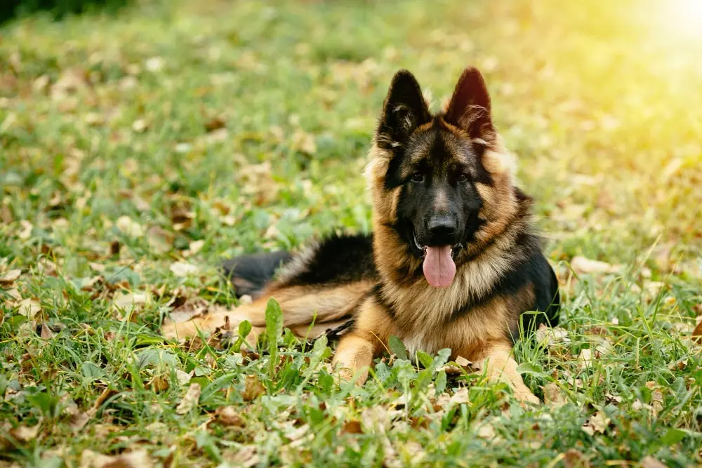 los 5 sentidos de los perros pastor alemán