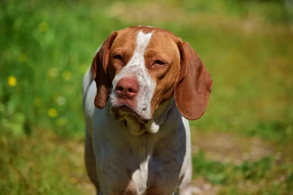 los 5 sentidos de los perros sabueso