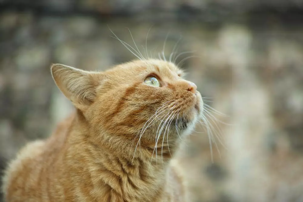color de pelo de los gatos naranja