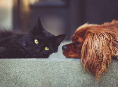 Tipos de antiparasitarios para cães e gatos