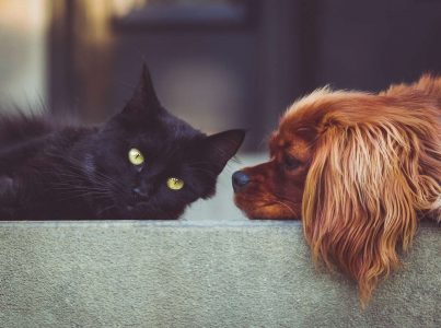 Tipos de vermífugos para cães e gatos.