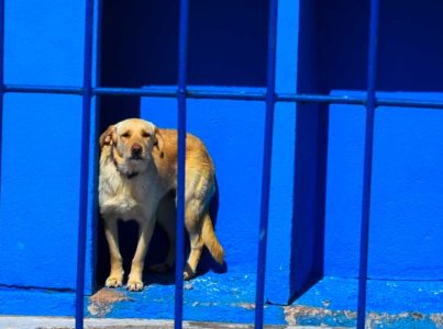 Como adoptar um cão. O abrigo explica o processo de adopção.