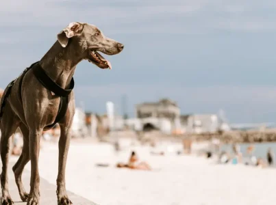 acessórios de verão para animais de estimação