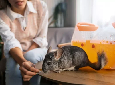 alimentação para roedores