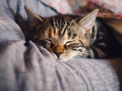 Porque é que os gatos escolhem a comida húmida?