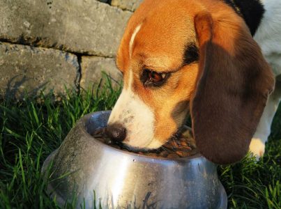 Alimentos húmidos para cães: tipos, vantagens e desvantagens