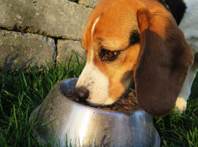 Alimento húmido para cães: tipos, vantagens e desvantagens.