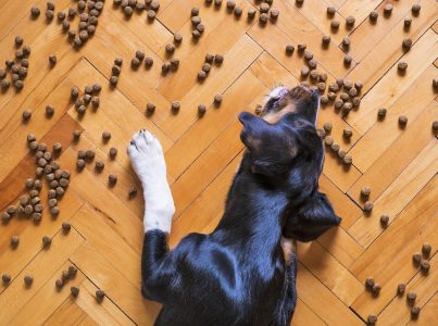 Alimento hipoalergénico para cães, o que precisamos de saber?.