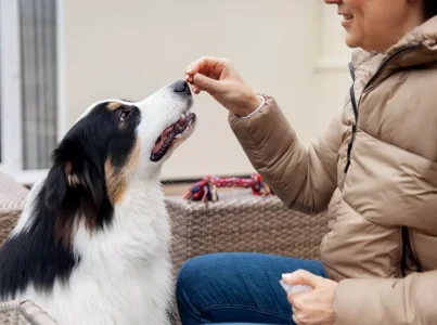 Importancia de los complementos alimenticios para mascotas