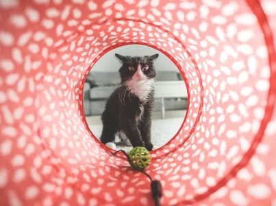 ¿Cómo jugar con tu gato?