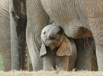  Dia da Mãe: Como são as mães no reino animal?.