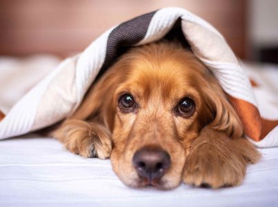 Camas para cães: como escolher as melhores