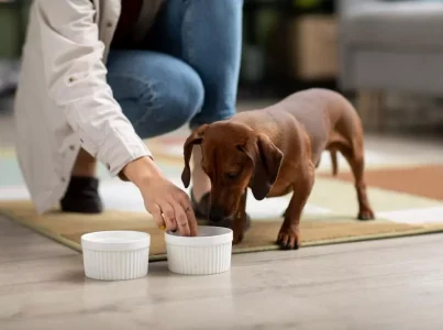 Alimento húmido natural para gatos e cachorros: o novo Foodies by Lenda